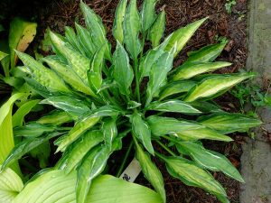 Хоста «Мулен Руж» (Hosta ‘Moulin Rouge’)