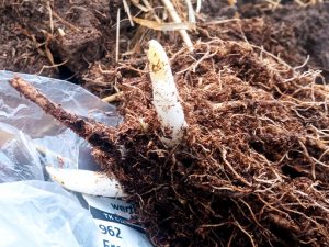 Корневище хосты Eros посадочная единица © Blumgarden.ru