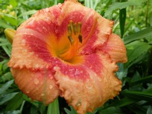 Лилейник Strawberry Candy цветок крупным планом © Blumgarden.ru