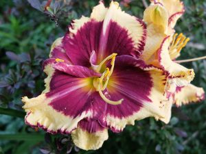 Лилейник «Тайгер Блад» (Hemerocallis Tiger Blood)