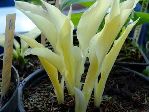 Хоста Зебра Принт (Hosta Zebra Print)