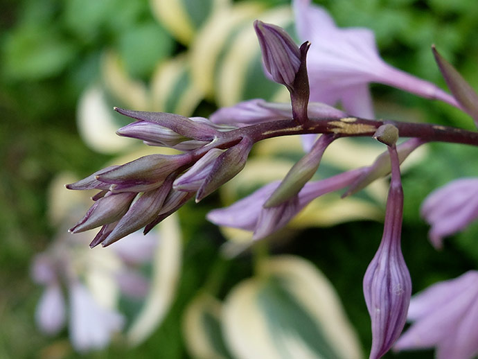 Цветочная кисть с фиолетовыми бутонами хосты 'First Blush' © blumgarden.ru