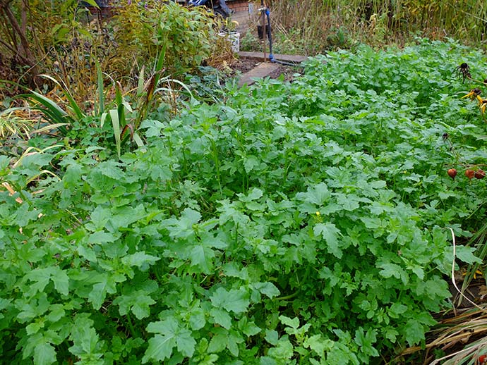 Единичные цветки зацветающей горчицы с небольшими желтыми бутонами © blumgarden.ru