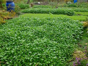 Плотный зеленый покров сидератов на грядке, прикрывающий землю © Blumgarden.ru