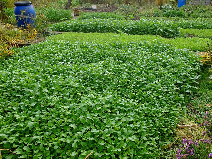 Плотный зеленый покров сидератов на грядке, прикрывающий землю © blumgarden.ru