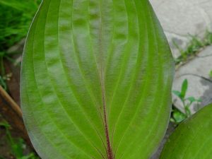 Зелено-красный лист хосты Ферст Блаш крупным планом © Blumgarden.ru