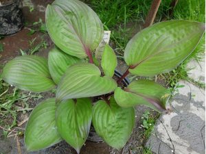 Хоста «Ферст Блаш» (Hosta First Blush)