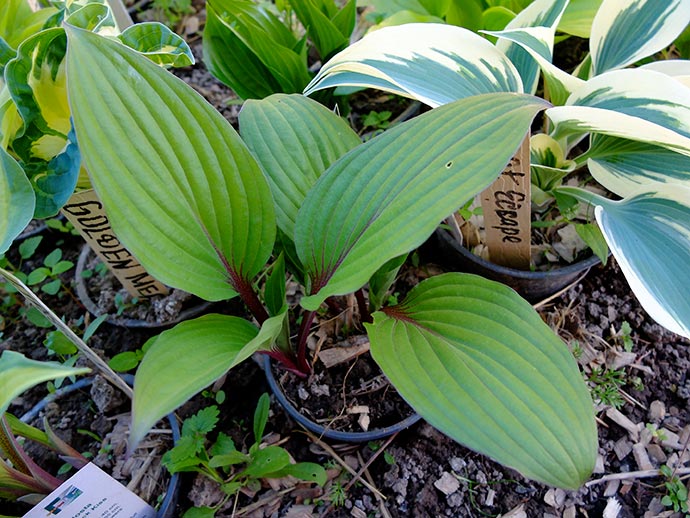 Хоста First Blush среди разноцветных хост © blumgarden.ru