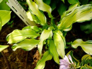 Хоста «Риппл Эффект» (Hosta Ripple Effect)
