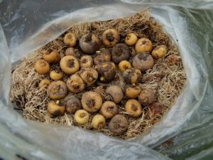 Луковички хохлатки полой уложены в сфагнум для пересылки почтой © Blumgarden.ru