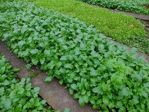 Осенние сидераты горчица белая © Blumgarden.ru