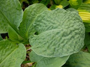 Хоста Crinkled Leather крупный план морщинистого сине‑зелёного листа © Blumgarden.ru