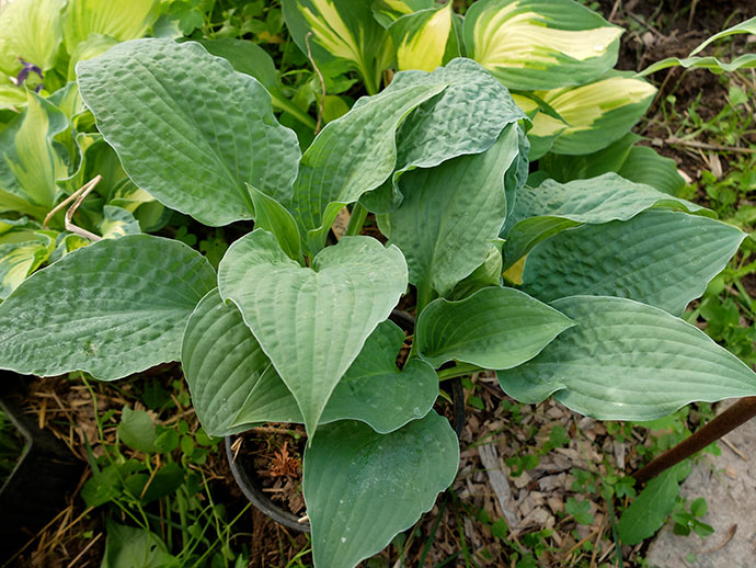 Хоста с сине-зелеными морщинистыми листьями Crinkled Leather © blumgarden.ru