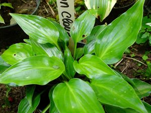 Хоста «Девон Клауд» (Hosta Devon Cloud)