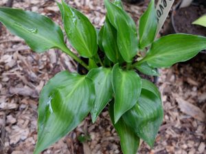 Хоста Devon Cloud в горшке © Blumgarden.ru