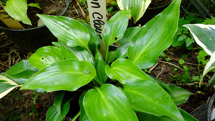 Хоста Devon Cloud © blumgarden.ru