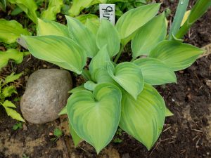 Хоста «Диннер Минт» (Hosta Dinner Mint)