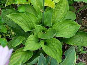 Хоста «Литтл Хоббер» (Hosta Little Hobber)