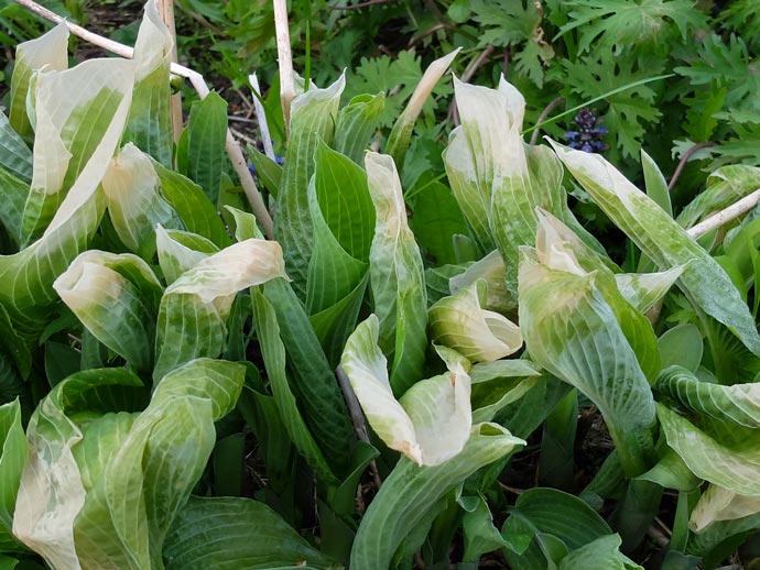 Кончики листьев хосты подмерзли