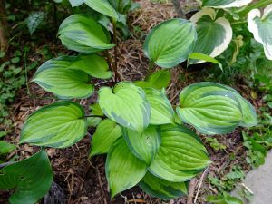 Хоста «Вулкано Айленд» (Hosta Volcano Island)