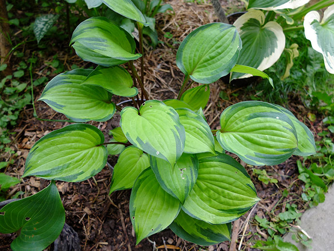 Хоста Volcano Island куст © blumgarden.ru