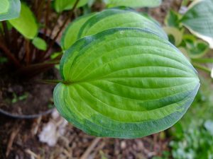 Лист хосты Volcano Island со светло-зеленым центром и темно-зелёной каймой © Blumgarden.ru