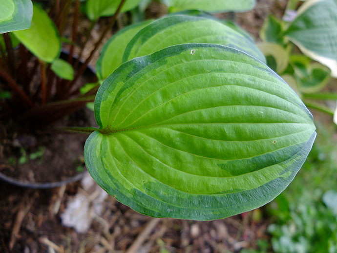 Лист хосты Volcano Island со светло-зеленым центром и темно-зелёной каймой © blumgarden.ru