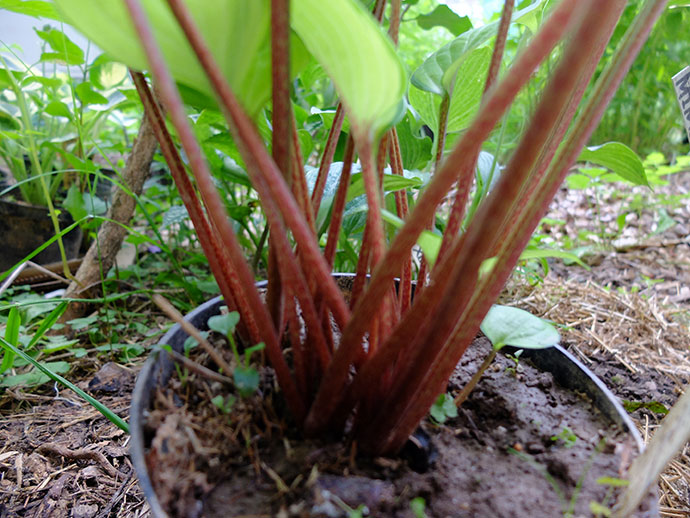 Красные черешки хосты Volcano Island © blumgarden.ru