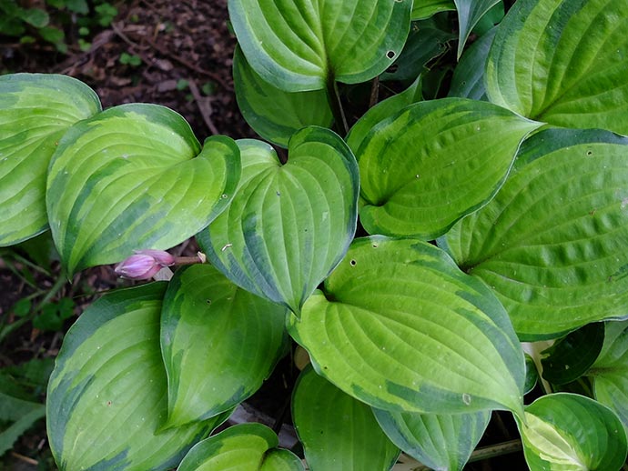 Хоста Volcano Island с фиолетовым цветком © blumgarden.ru