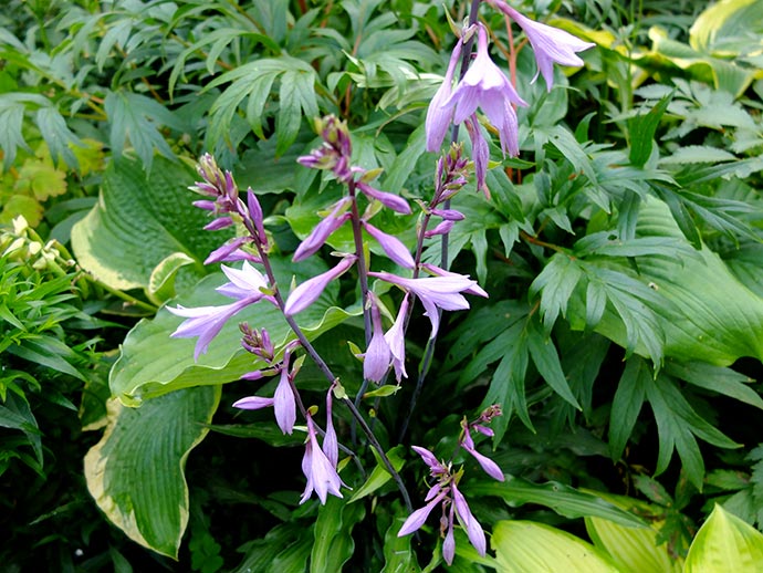 Фиолетовые цветы на пурпурно-дымчатых цветоносах хосты ‘Zucchini Fries’ © blumgarden.ru
