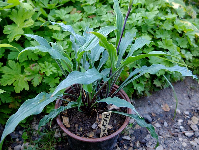 Хоста Zucchini Fries в горшке © blumgarden.ru