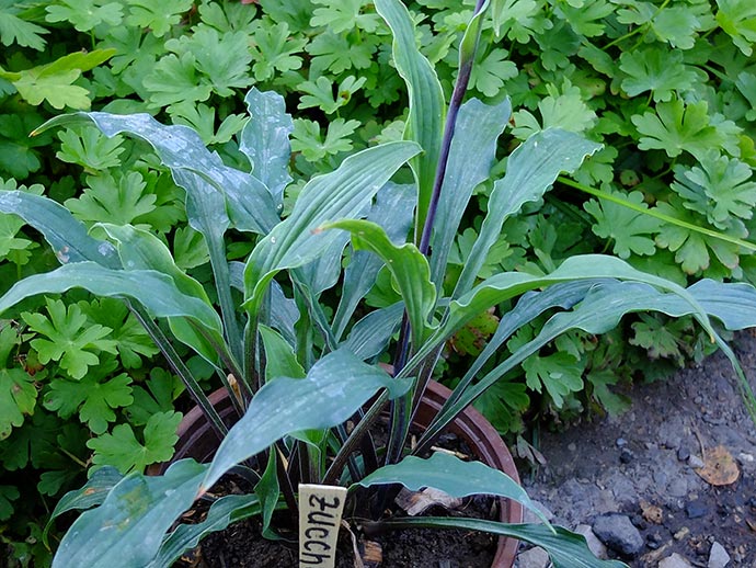 Хоста Zucchini Fries в горшке на фоне герани © blumgarden.ru