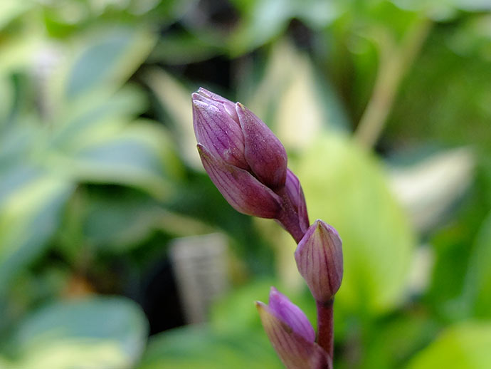 Фиолетовый бутон хосты Volcano Island © blumgarden.ru