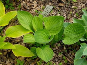 Миксбордер с хостой Little Hobber на переднем плане, слева хоста Paradise Beacon © Blumgarden.ru