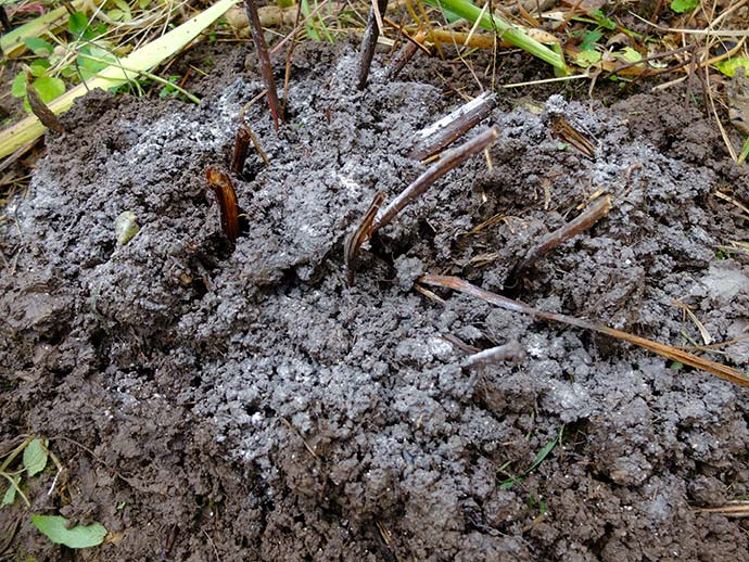 Куст пиона коротко обрезан, замульчирован компостом и удобрен сульфатом калия © blumgarden.ru
