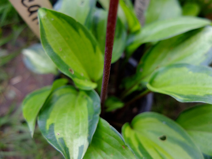 Пурпурный цветонос хосты Volcano Island © blumgarden.ru