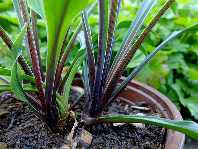 Темно-красные черешки хосты Zucchini Fries © blumgarden.ru