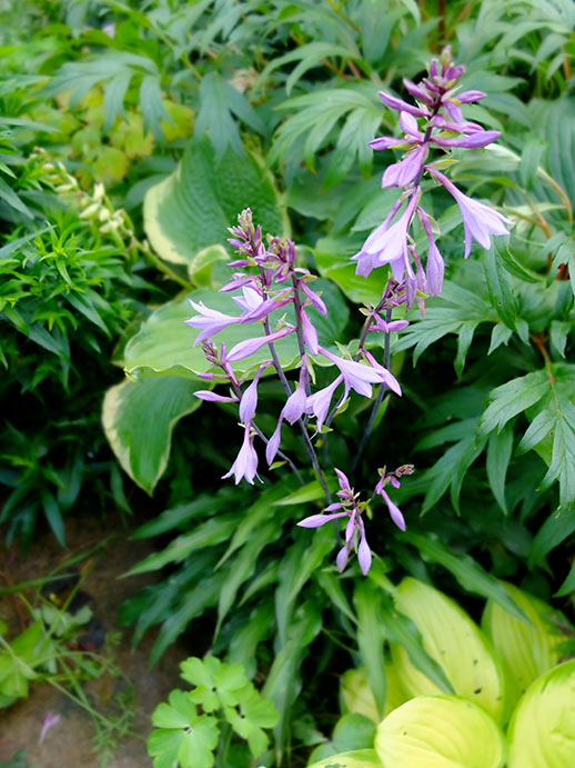 Цветущая хоста Zucchini Fries в цветнике © blumgarden.ru