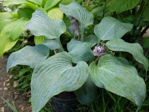 Хоста «Блуберри Маффин» © Blumgarden.ru