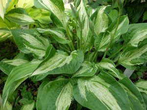 Хоста «Аллеган Фог» (Hosta Allegan Fog)