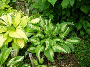 Взрослый куст хосты «Аллеган Фог» в саду © Blumgarden.ru