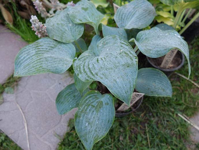 Хоста Blueberry Muffin голубой восковой налет на листьях © blumgarden.ru
