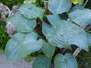 Хоста «Блуберри Маффин» (Hosta ‘Blueberry Muffin’)