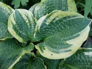 Хоста «Лейксайд Професи Фулфилд» (Hosta Lakeside Prophecy Fulfilled)