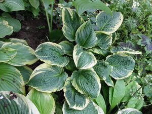 Хоста ‘Lakeside Prophecy Fulfilled’ в осеннем тенистом цветнике © Blumgarden.ru