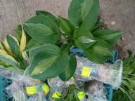 Саженцы хост с комом для посадки © Blumgarden.ru