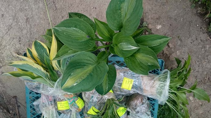 Саженцы хост с комом для посадки © blumgarden.ru