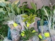 Саженцы хосты с ОКС упакованы в сфагнум для пересылки © Blumgarden.ru