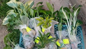 Саженцы хосты с ОКС упакованы в сфагнум для пересылки © Blumgarden.ru