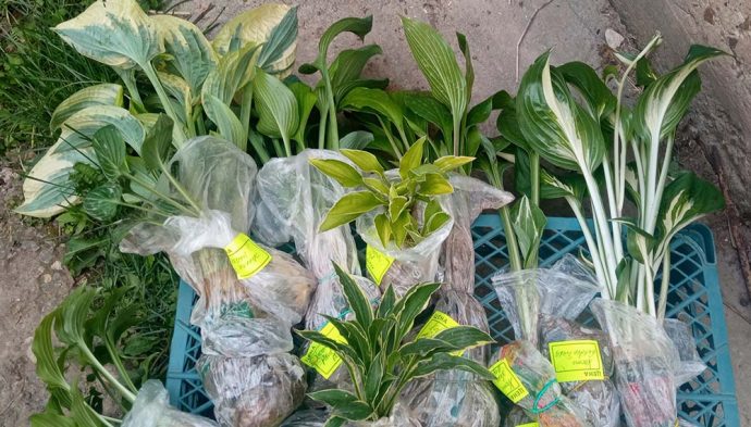 Саженцы хосты с ОКС упакованы в сфагнум для пересылки © blumgarden.ru